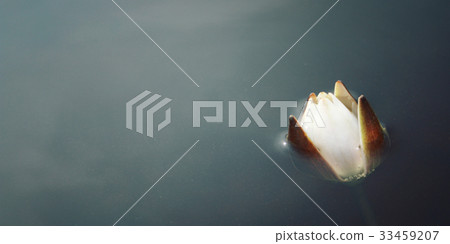 Water lily bloom in the lake. Kenozersky Park. 33459207