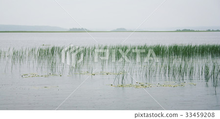 Water sedge and floating lilies at Kenozero Lake. 33459208