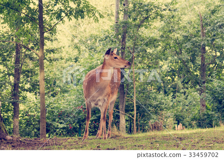 Deer at the edge of a forest 33459702