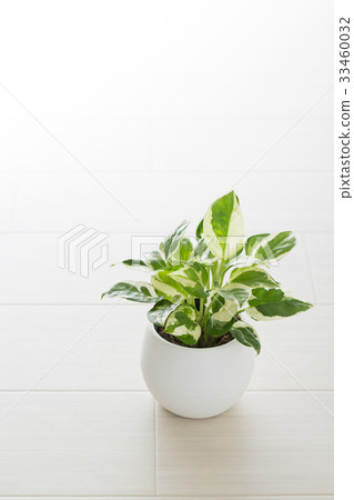 迷你植物 33460032