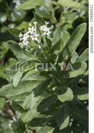 Snubbing Snubbing 33460421