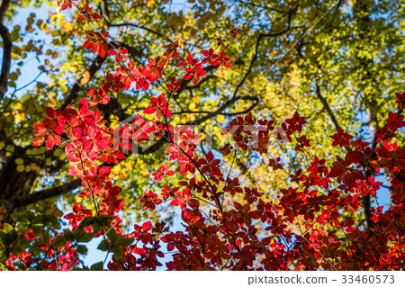 color changing leaves in autumn, Japan color changing leaves in autumn, Japan 33460573