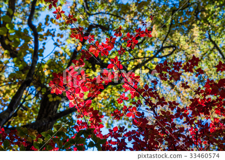 color changing leaves in autumn, Japan color changing leaves in autumn, Japan 33460574