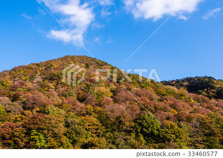 autumn forest mountain with full color leaves autumn forest mountain with full color leaves 33460577