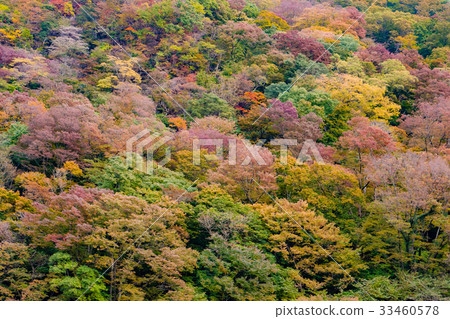 autumn forest mountain with full color leaves 33460578