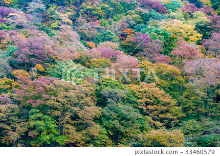 autumn forest mountain with full color leaves autumn forest mountain with full color leaves 33460579