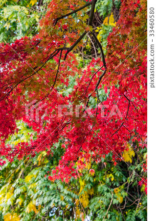 color changing leaves in autumn, Japan 33460580