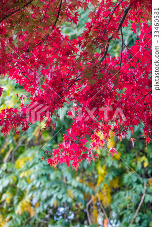 color changing leaves in autumn, Japan color changing leaves in autumn, Japan 33460581