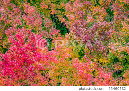 color changing leaves in autumn, Japan color changing leaves in autumn, Japan 33460582