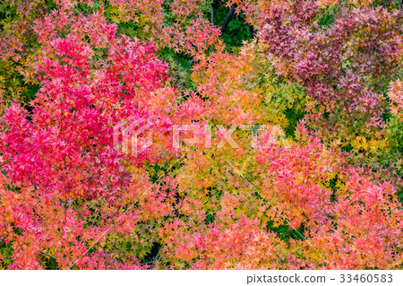 color changing leaves in autumn, Japan color changing leaves in autumn, Japan 33460583