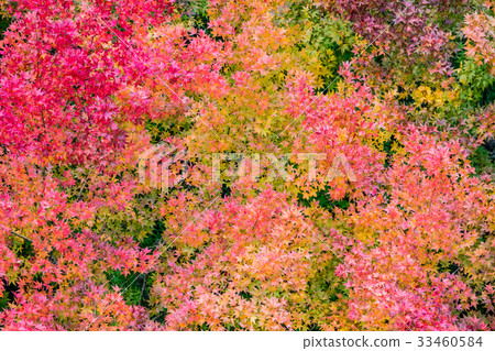 color changing leaves in autumn, Japan color changing leaves in autumn, Japan 33460584