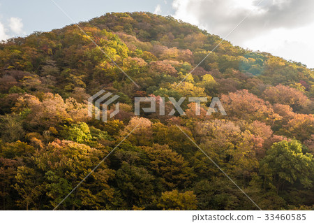 autumn forest mountain with full color leaves autumn forest mountain with full color leaves 33460585