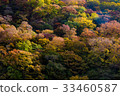 autumn forest mountain with full color leaves 33460587