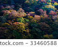autumn forest mountain with full color leaves 33460588