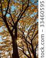 tree with yellow leaves in autumn and sun-rays 33460595