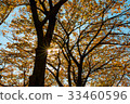 tree with yellow leaves in autumn and sun-rays 33460596
