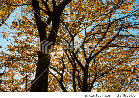 tree with yellow leaves in autumn and sun-rays tree with yellow leaves in autumn and sun-rays 33460596