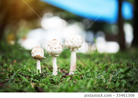 Puffball mushrooms growing on grass in the forest 33461306