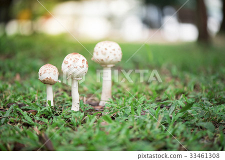 Puffball mushrooms growing on grass in the forest 33461308