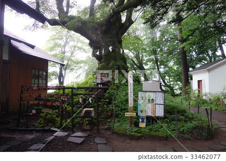 神樹Shina樹 33462077