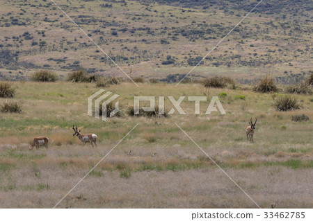 Herd of Pronghorn Antelope in Rut Herd of Pronghorn Antelope in Rut 33462785