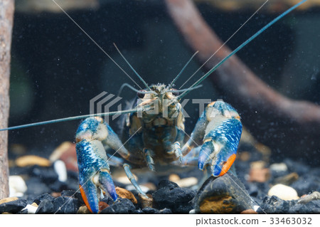 Shrimp in the water 33463032