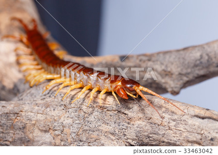 centipede 33463042