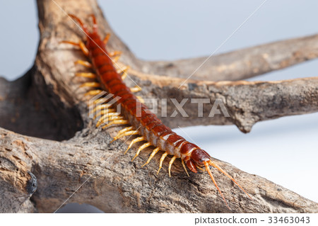 centipede 33463043
