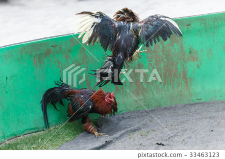 Gamecocks fight 33463123