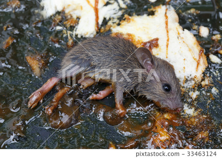 the rat in glue stick on the mousetrap 33463124