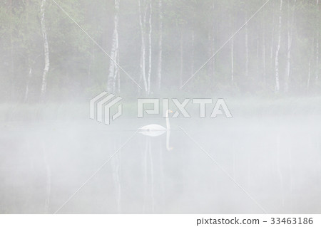 Swan swimming in foggy forest pond Swan swimming in foggy forest pond 33463186