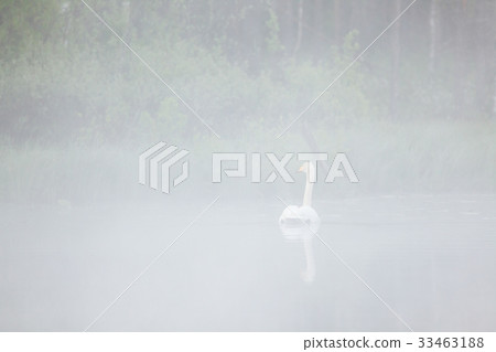 Swan swimming in foggy forest pond Swan swimming in foggy forest pond 33463188