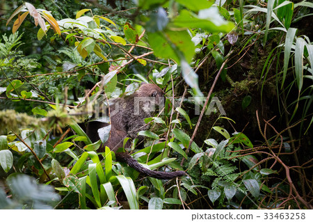 Wild white-nosed coati in  rainforest 33463258