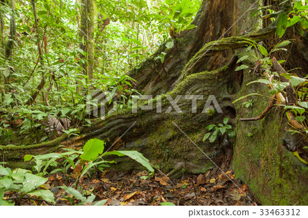 Buttress tree roots in rainforest Buttress tree roots in rainforest 33463312
