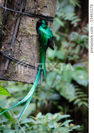 Quetzal bird wild Monteverde Costa Rica 33463378