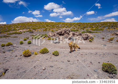 Red fox in Altiplano desert, sud Lipez, Bolivia 33463958