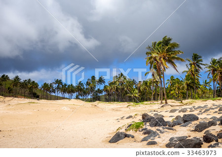Palm trees on Anakena beach, easter island Palm trees on Anakena beach, easter island 33463973