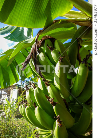 Banana tree detail, easter island 33463977
