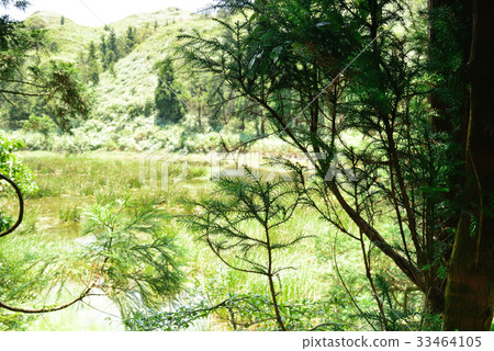 植物 樹 針狀 台灣 風景 湖 陽明山 夢幻湖 原始 純淨 乾淨 登山 爬山 旅遊勝地 森林 秘境 植物 樹 針狀 台灣 風景 湖 陽明山 夢幻湖 原始 純淨 乾淨 登山 爬山 旅遊勝地 森林 秘境 33464105