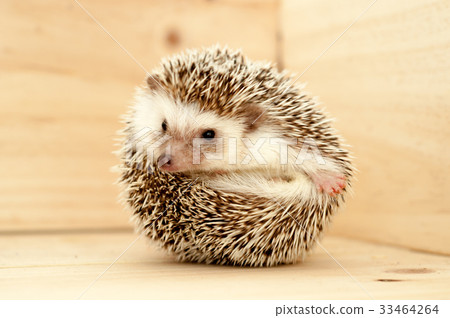 Hedgehog Hedgehog 33464264