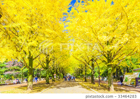 Tokyo Ginkgoiko Park Ginkgo biloba tree 33464283