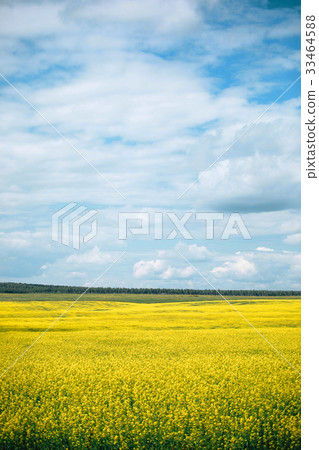 yellow flowers on meadow in summer 33464588