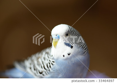 Animal cute bird parrot tiger skin budgie budgerigar eyes thinking thinking smart looking blue white eyes eyes doubt Animal cute bird parrot tiger skin budgie budgerigar eyes thinking thinking smart looking blue white eyes eyes doubt 33464897