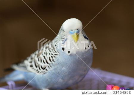 Animal cute bird parrot tiger skin budgie parrots eyes thinking thinking thinking clever look blue white eyes gaze Animal cute bird parrot tiger skin budgie parrots eyes thinking thinking thinking clever look blue white eyes gaze 33464898