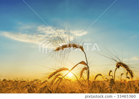 orange sunset over field with harvest orange sunset over field with harvest 33465360