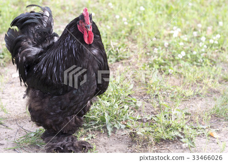 A big black rooster with brown eyes 33466026