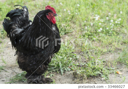 A big black rooster with brown eyes 33466027