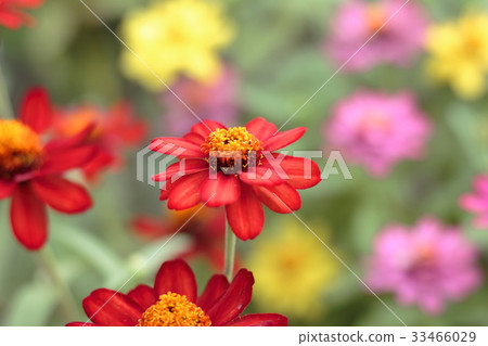 Affiliation 33466029