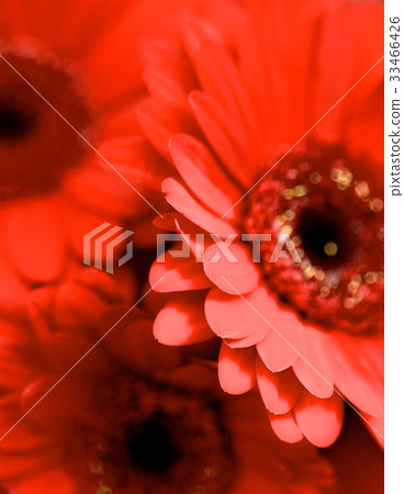 Red Gerbera Background Red Gerbera Background 33466426
