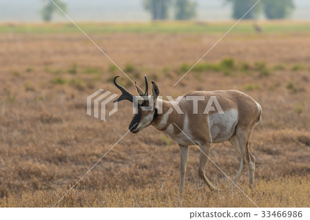 Pronghorn Antelope buck Pronghorn Antelope buck 33466986